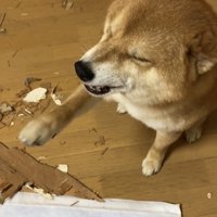 前足を差し出す犬