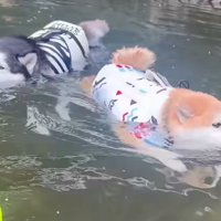 川の中を泳ぐ柴犬とハスキー犬