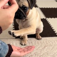 空中で前足を止めながら、飼い主が持っているおやつを見つめる子犬
