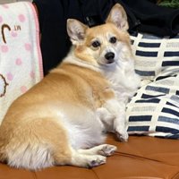 わがままボディ