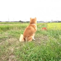 近くにくるのを待っています