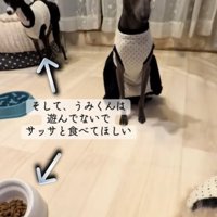 遊ぶ犬1