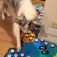 「明日」「怖い」のボタンを前足で押す犬