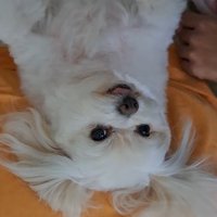 布団で仰向けになってリラックスしている犬