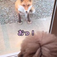 近づいてきた！！