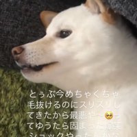 遠くを見る犬