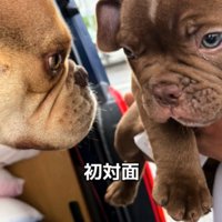 見つめ合う犬2匹