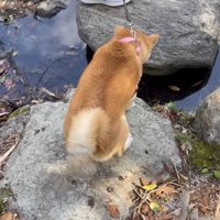 パパさんの前では渡れないフリ