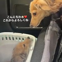 うみちゃんと出会った日の様子