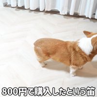 笛を吹く女の子を見上げる犬