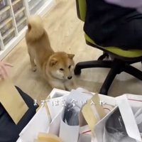 入れてこ！気合！！