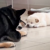 子犬と目線を合わせるように伏せる犬