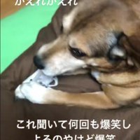 愛犬がイタズラをしていた