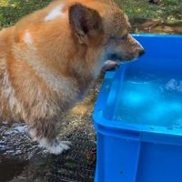 もう一度プールに入るぷりんちゃん