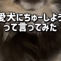 「ちま、ちゅーしよう？」