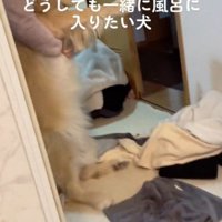 家族に腕を抱えられて動きを封じられている犬
