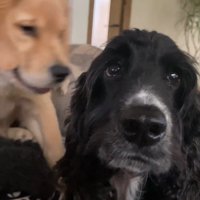 ルーク君が割り込むと…