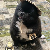 「信楽焼のたぬき」