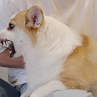 動こうとしたら激怒！