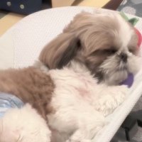 バウンサーで眠るバズくんの寝顔