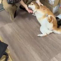 甘える柴犬