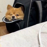 カバンから出てこれないレモンちゃん