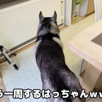 「どこ行っちゃったんだろう？」とウロウロ…