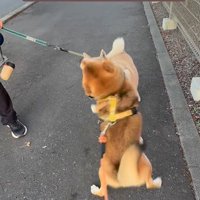 お友達に会った時のぽんた君5