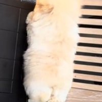壁の前で立ち上がり、足踏みをする子犬