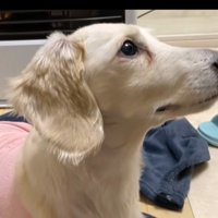 迎えに来てはくれなかった