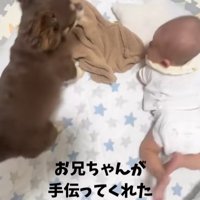 チワワと寝返りした赤ちゃん