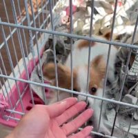 子犬が新しい家族に