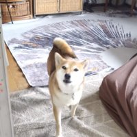 柴犬のマメちゃん