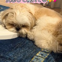 眠るkokoちゃん