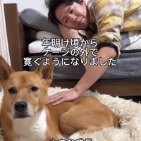 クッションで寛ぐ明智くん