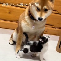 こむぎちゃんを見るぱんくん