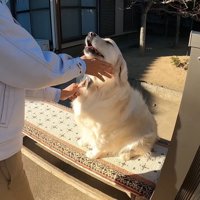 ブラッシング中