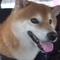 柴犬のハチくん