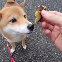 「♪イモイモイモ」