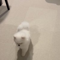 元の位置に戻る犬