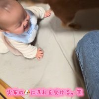 実家のワンコの洗礼を受ける赤ちゃん9