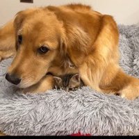 ヒナちゃんの懐に潜り込む子猫