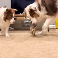 ワンコたちと子猫の再会3