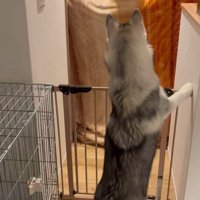 ゴロちゃんのドッキリへの反応