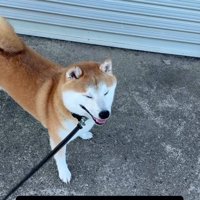 目を細める犬