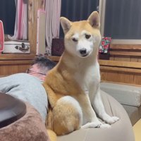 カメラの方を向く犬