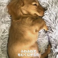 ペットベッドで眠るカニヘンダックスフンドのパピー