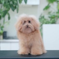 フワフワになったぽんずちゃん