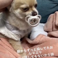 頭を撫でられる犬