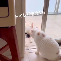 うどん君とあられちゃんの愉快なやり取り